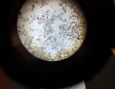 微生物在盛煌注册的作用